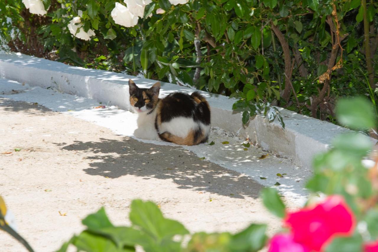 Basil & Guest House Lazaráta מראה חיצוני תמונה